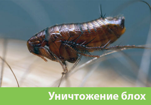 Уничтожение блох в городе Иваново