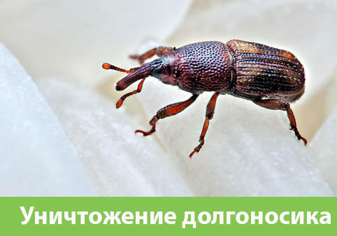 Уничтожение долгоносиков в городе Иваново